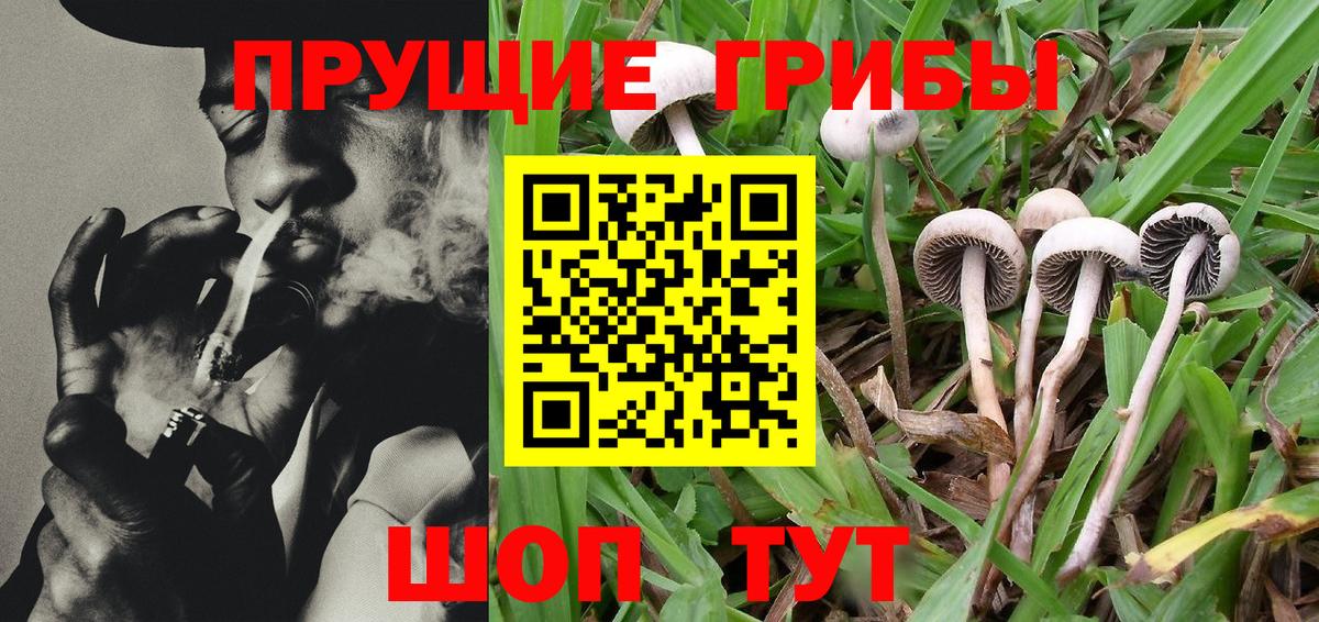 Галлюциногенные грибы Cubensis  купить наркотик  Торжок  Вход с VPN  Псилоцибиновые грибы Psilocybine cubensis 